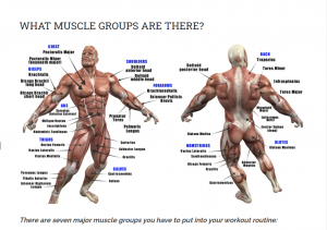 muscle groups
